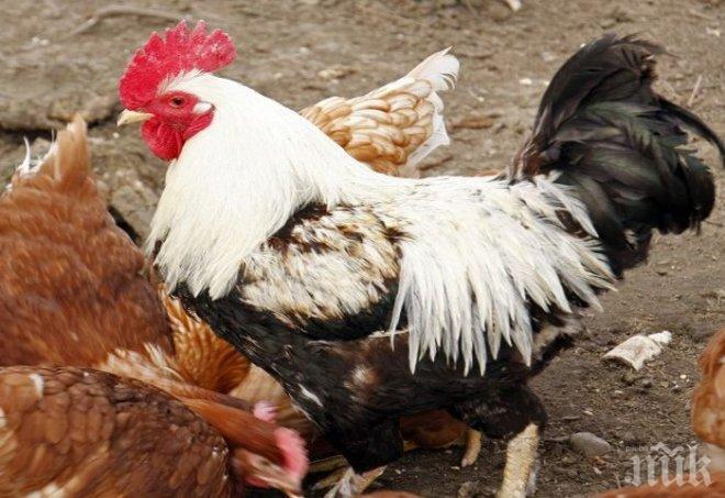 Хитреци! Няма да повярвате колко са умни разгонените пернати