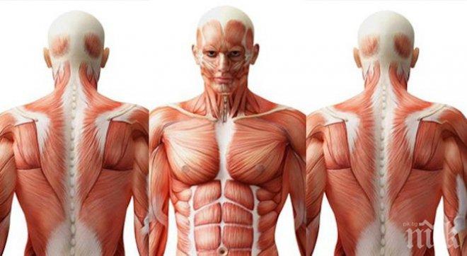 Сензация! Откриха нов орган в човешкото тяло