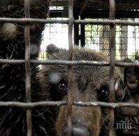 Павликени се тресе! 6-годишният Васко се събуди от зимен сън, спешно му мажат филии с шипков мармалад 