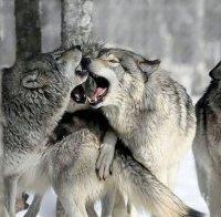 УЖАС! Гладни вълци и чакали дебнат къщи около Сливен