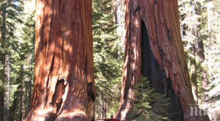 мощна буря повали секвоя 1000 години