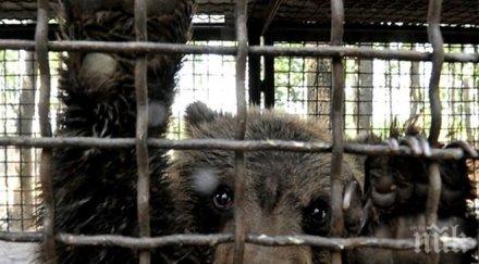 павликени тресе годишният васко събуди зимен сън спешно мажат филии шипков мармалад