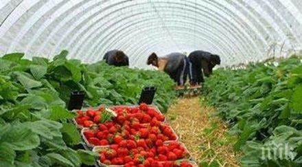 оферта набират жени бране ягоди испания надницата 378 евро ден