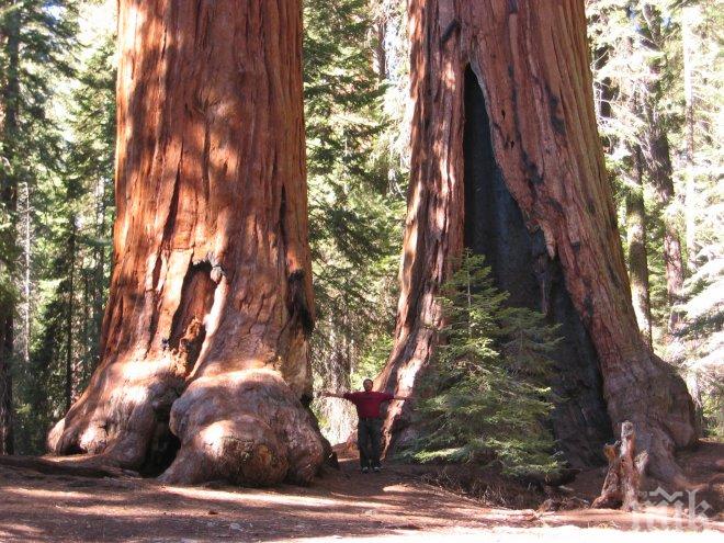 Мощна буря повали секвоя на 1000 години