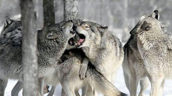 УЖАС! Гладни вълци и чакали дебнат къщи около Сливен