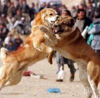УЖАС В ДОБРИЧКО! Мъж отглежда кучета за бой, кара животните да се разкъсват едно друго