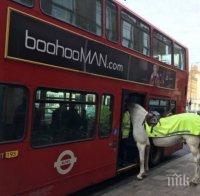 ШОУ! Кон се качи в лондонски автобус  