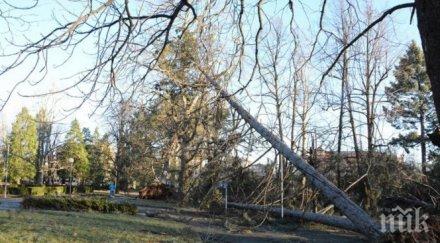 трагедия дърво падна уби майка децата ница
