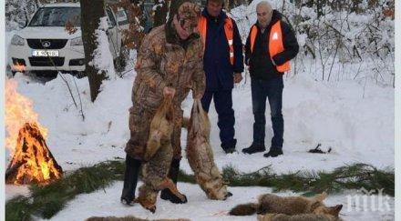 ловци убиха два вълка чужденци повалиха чакала кърджалийско