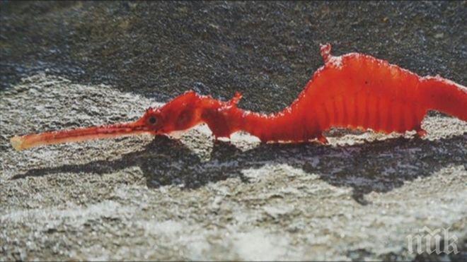 СЕНЗАЦИЯ! Учени заснеха нов вид риба - рубинен морски дракон