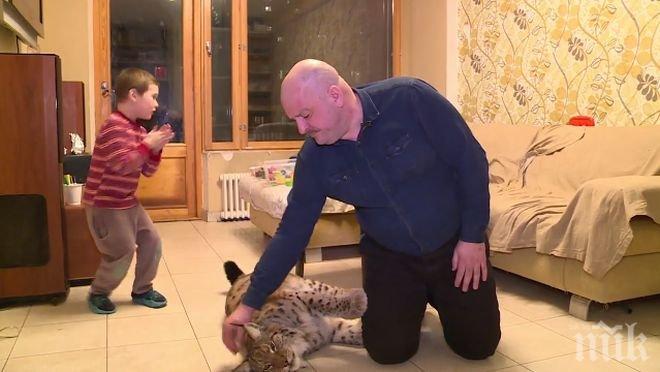 УНИКУМ! Баща опитоми рис, гледа го в дома си (ВИДЕО)