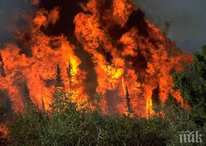 Чили обяви извънредно положение заради горски пожари