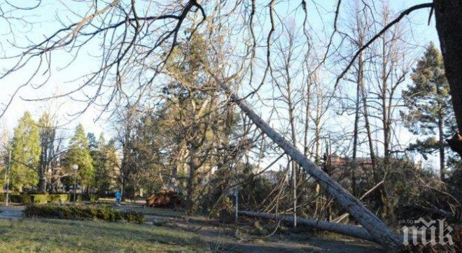 ТРАГЕДИЯ! Дърво падна и уби майка пред децата й в Ница