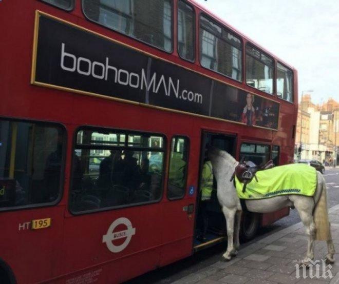 ШОУ! Кон се качи в лондонски автобус  