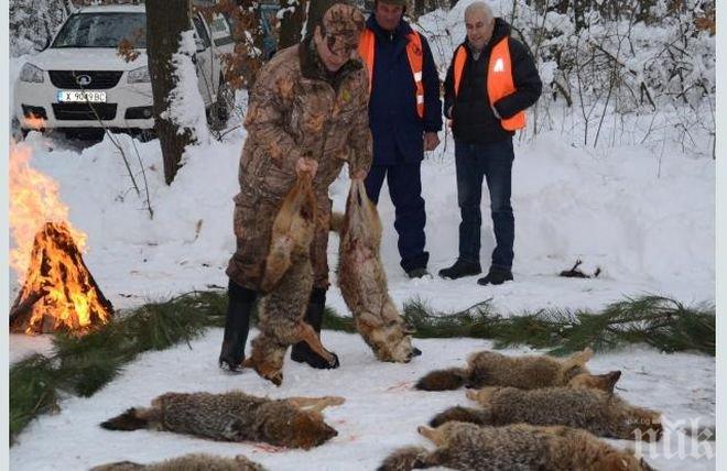 Ловци убиха два вълка, чужденци повалиха 8 чакала в Кърджалийско
