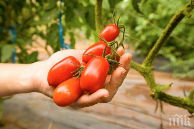 Соя и домати срещу рак на простатата 