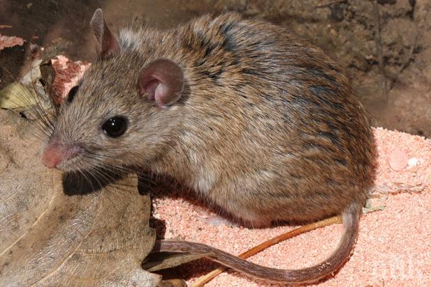 НОВИ ВОЙНИЦИ! Американски учени превърнаха мишки в свирепи хищници