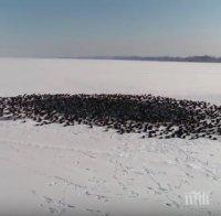 УНИКАЛНО ВИДЕО! Диви патици си направиха плаж насред замръзнало езеро