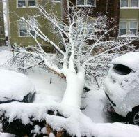 Дърво рухна под тежестта на снега и премаза три коли в Хасково