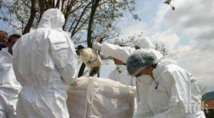 тревожно всеки ден растат огнищата птичи грип нас