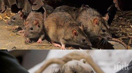 жестока драма котел три дни търсене полицията откри умряла студ нахапана плъхове старица