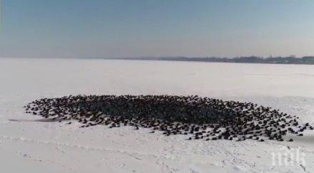 уникално видео диви патици направиха плаж насред замръзнало езеро