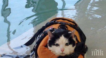 мъки четири лапи морят дебел котарак отслабва басейн