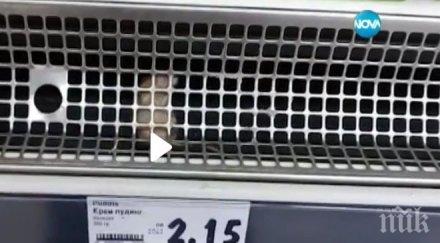 потрес мишка разхожда витрина храна столичен магазин