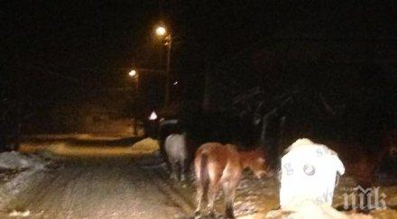 призраци мрака табуни коне препускат международния път софия гкпп гюешево