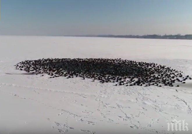 УНИКАЛНО ВИДЕО! Диви патици си направиха плаж насред замръзнало езеро
