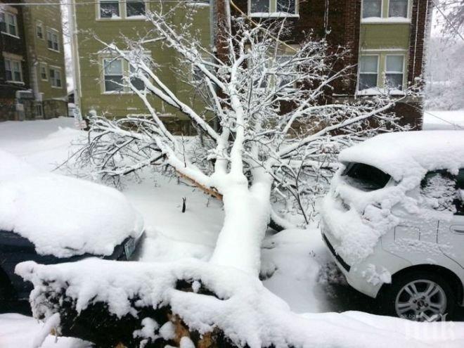 Дърво рухна под тежестта на снега и премаза три коли в Хасково