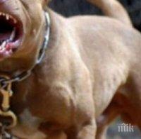 УЖАС! Търсят последния от глутницата озверели помияри – бил кръстоска с питбул