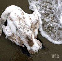 Мъртъв лебед с птичи грип открит в Бургас
