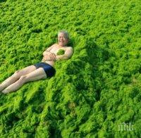 Водораслите и кафето ни гарантирали дълга младост