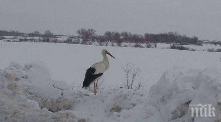 подранил шъркел подсказа пролетта идва скоро забравим снега