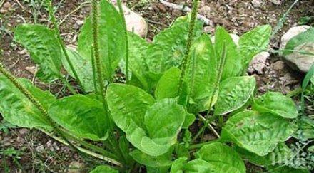 тотален хит живовляк универсалното природно лекарство