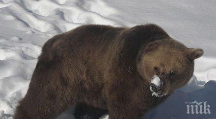 парка белица тихо мечките заспаха