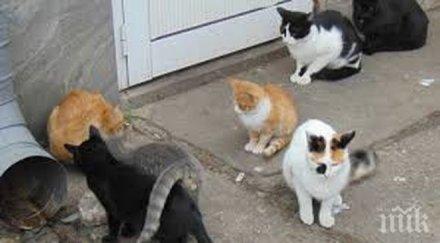 изверг нахлу частен двор убие котетата художничка