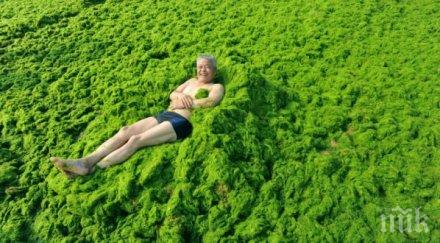 водораслите кафето гарантирали дълга младост