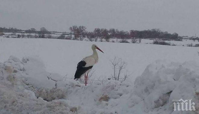 Подранил шъркел подсказа: Пролетта идва, скоро ще забравим за снега