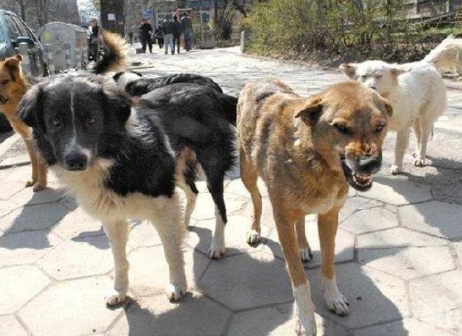 Заловиха кучетата, разкъсали бабата в Козловец! Псетата били домашни, но гладни и затова тръгнали из селото