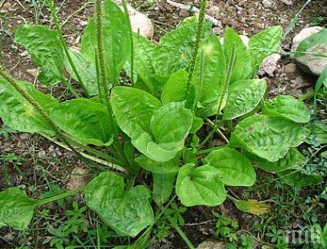 ТОТАЛЕН ХИТ! Живовляк - универсалното природно лекарство