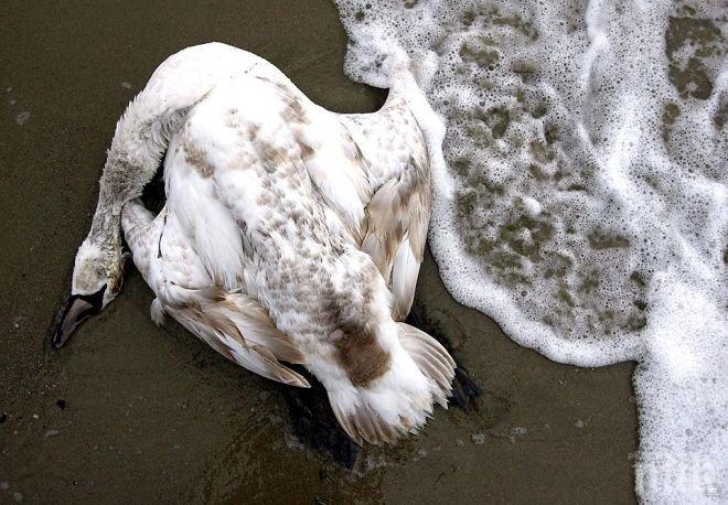 Мъртъв лебед с птичи грип открит в Бургас