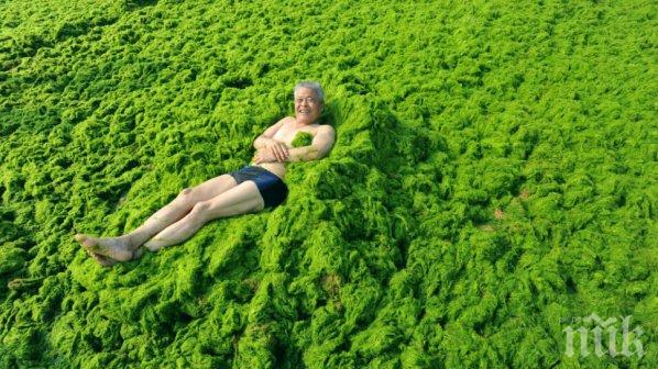 Водораслите и кафето ни гарантирали дълга младост