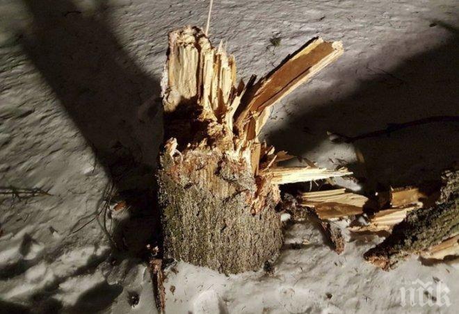 Бор се стовари върху къща в Брезник (СНИМКИ)