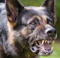 Обвиниха съпрузите, чиито кучета разкъсаха старица в Козловец