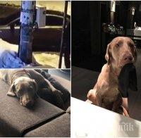 Потрес! Задигнаха колата и кучето на бивш кадър на Министерството на земеделието, той плати 22 бона, за да му ги върнат (ВИДЕО)