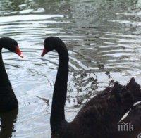 Аларма в Пловдив: Птичи грип вилнее по лебедите
