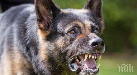 обвиниха съпрузите чиито кучета разкъсаха старица козловец