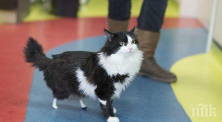 първи път нас котка получи изкуствени лапи видео